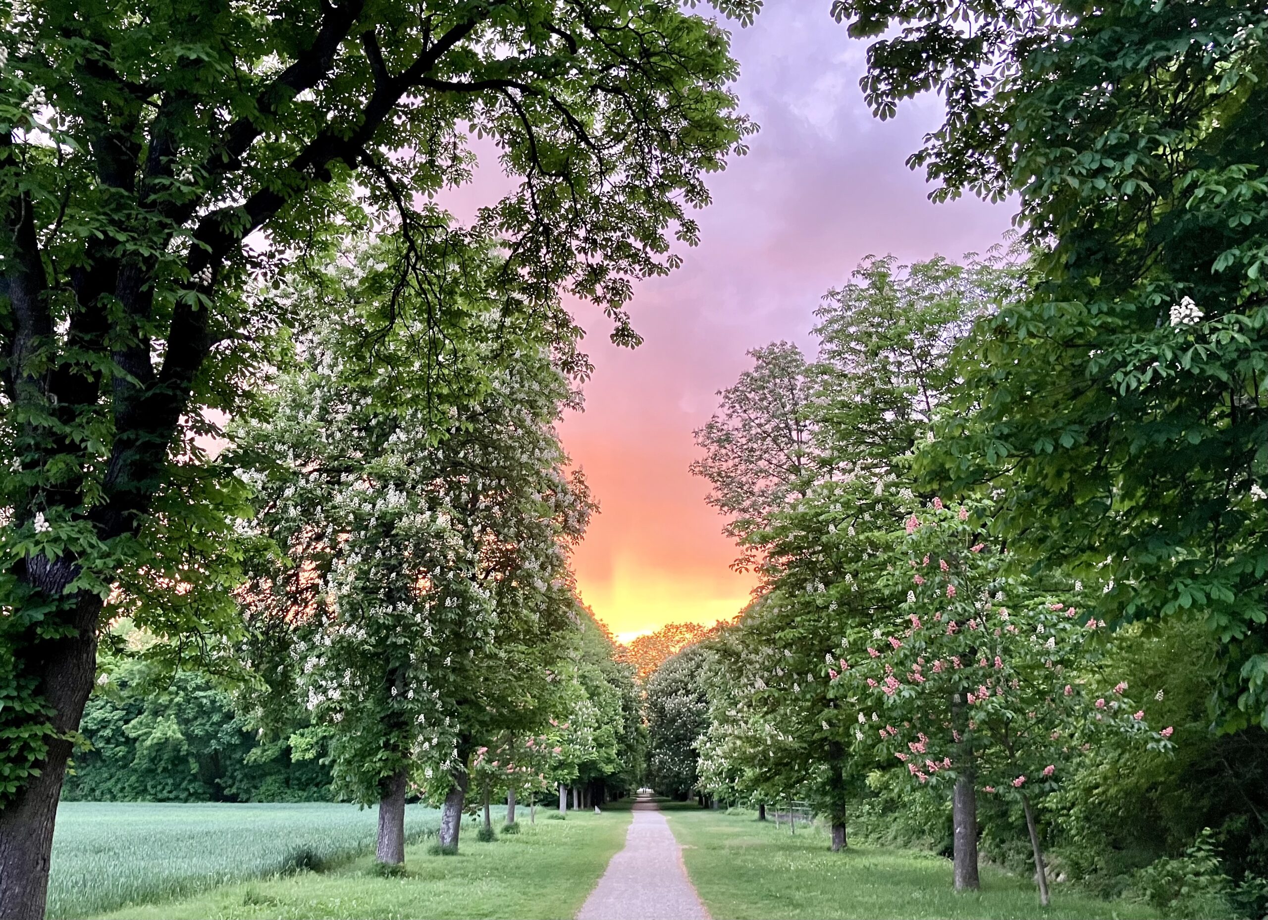Weg, Allee, Sonnenaufgang